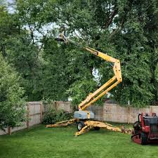 Best Tree Removal  in Piedmont, SC