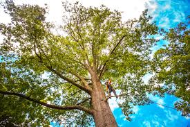 Reliable Piedmont, SC  Tree Services Solutions