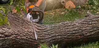 Best Tree Risk Assessment  in Piedmont, SC