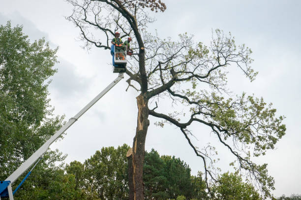 Tree and Shrub Care in Piedmont, SC