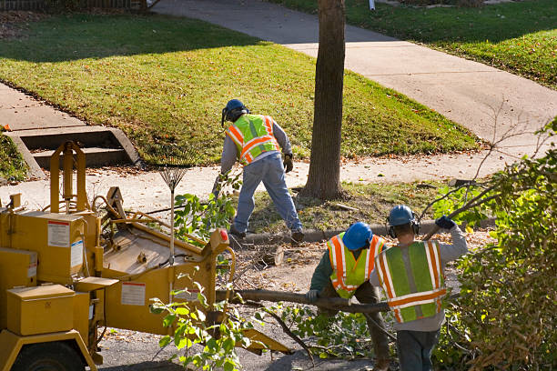 Best Storm Damage Tree Cleanup  in Piedmont, SC