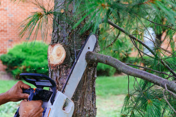 Why Choose Our Tree Removal Services in Piedmont, SC?